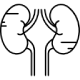 Icon Kidney